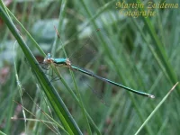 Tangpantserjuffer [Lestes dryas]